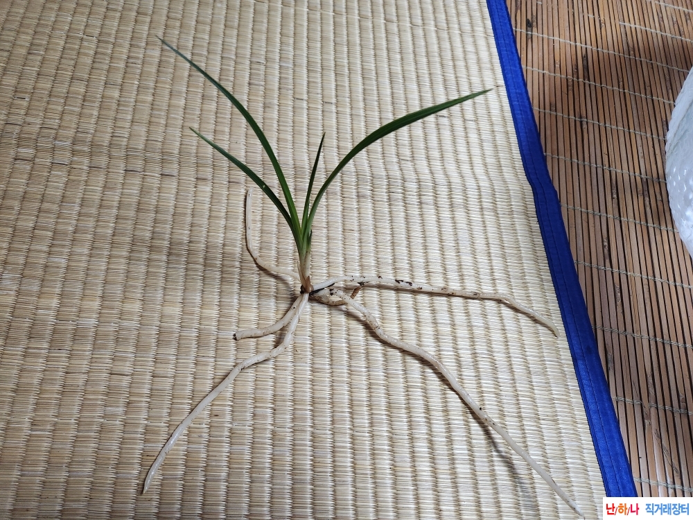 산채입변산반