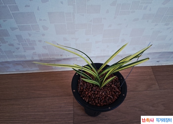 특급입변금계산반녹호