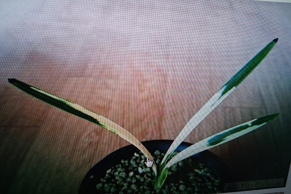 입변봉치호피