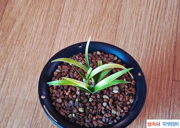 산채출단엽성서반