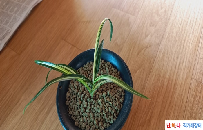 진청황중투