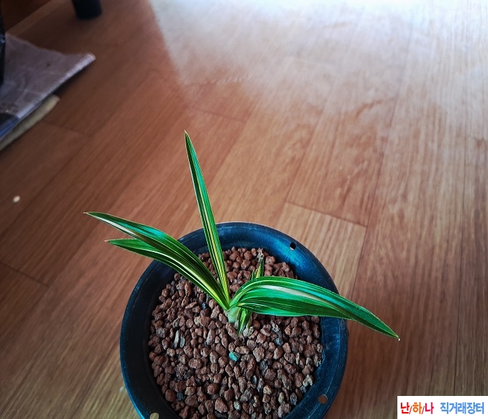 단엽성중압중투