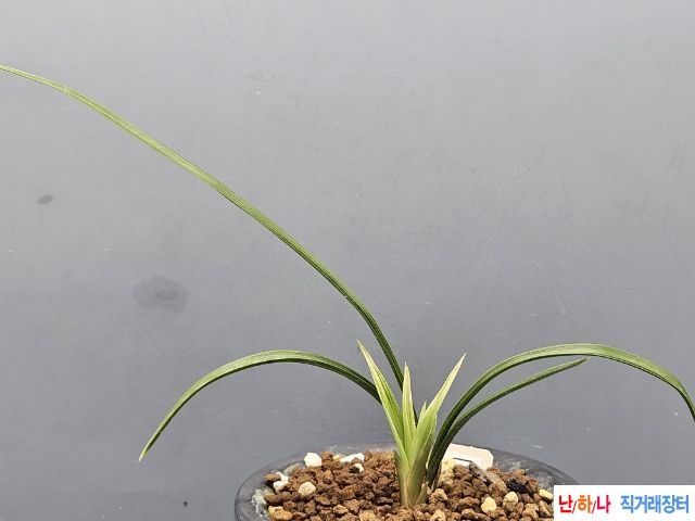 야무진 엽성