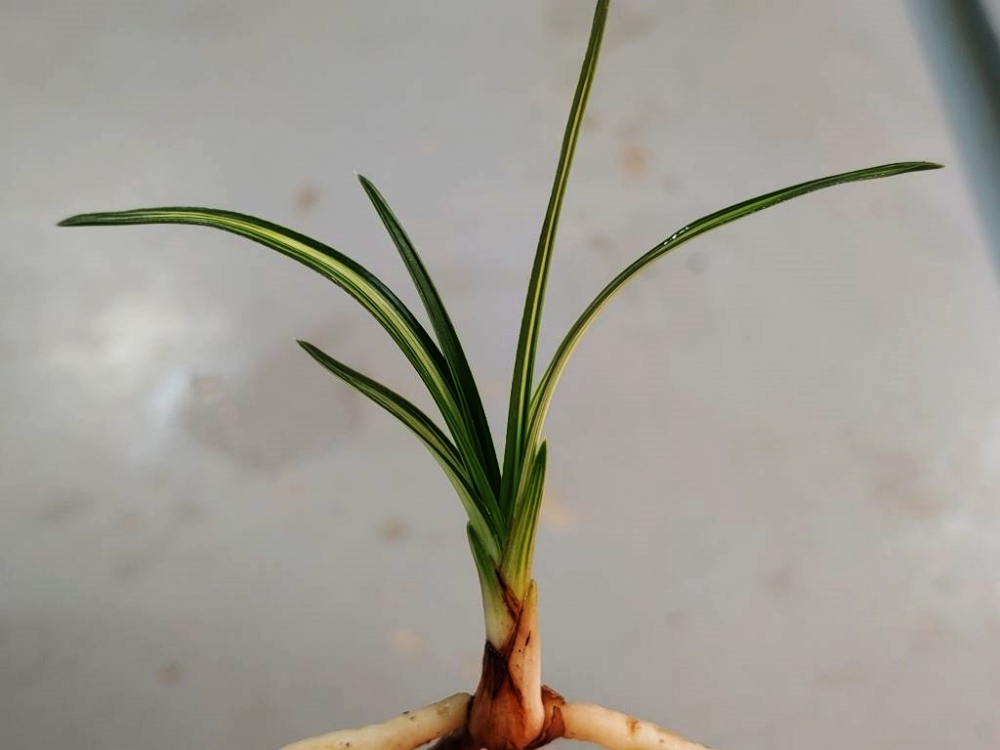 중압중투