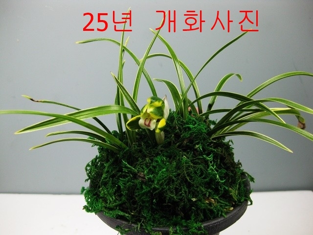 원판  황복륜화