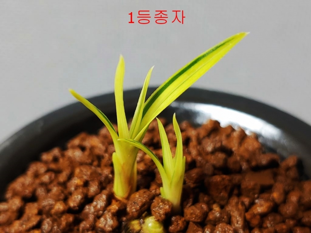 1등산반