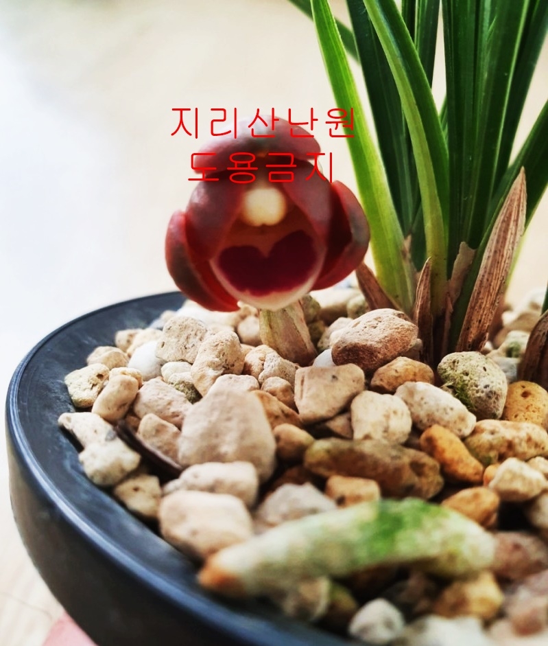 [신품종]