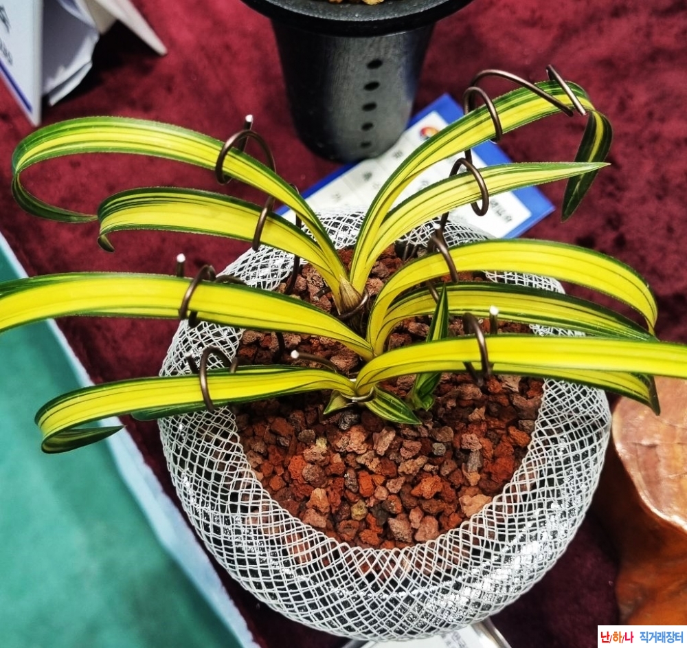 환엽  극황색중투