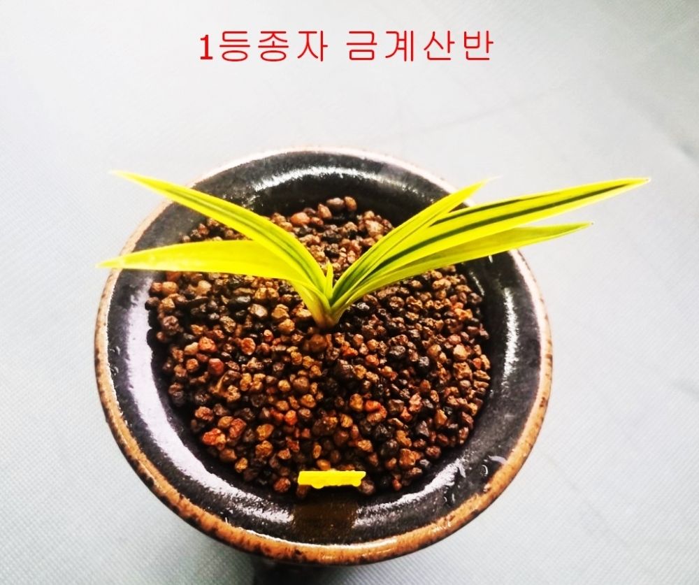 1등종자