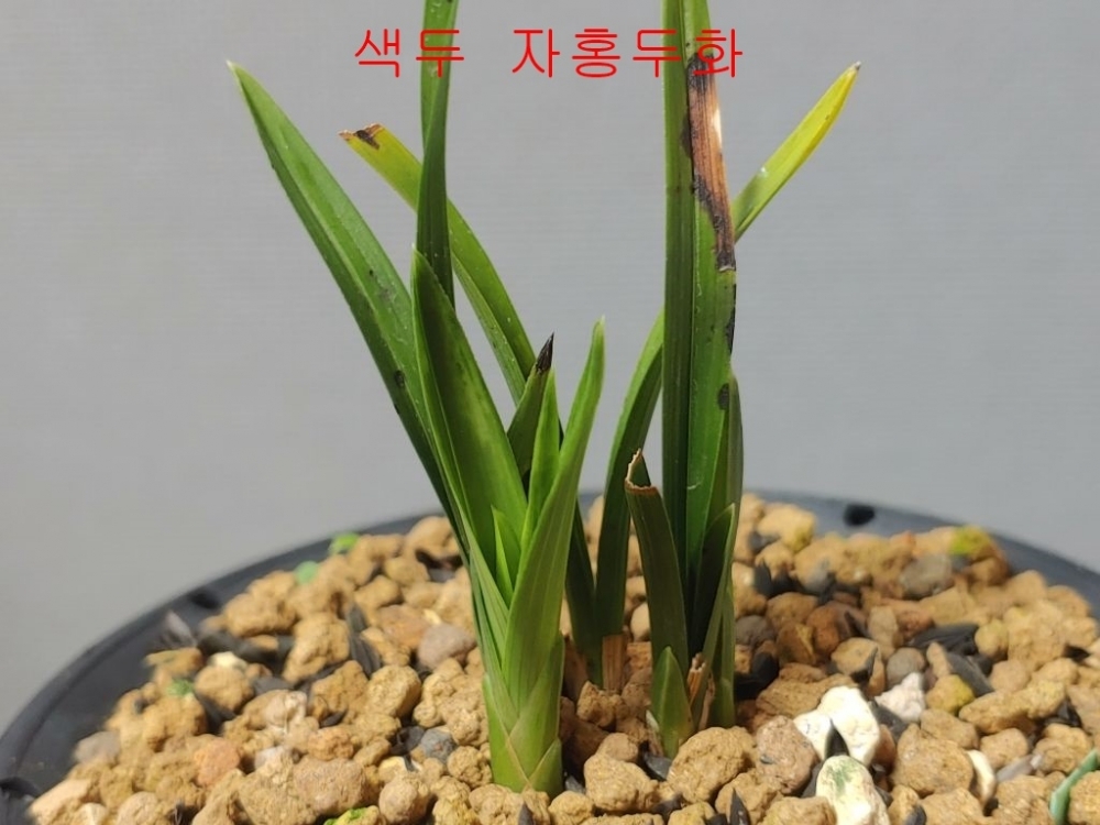 보장판매