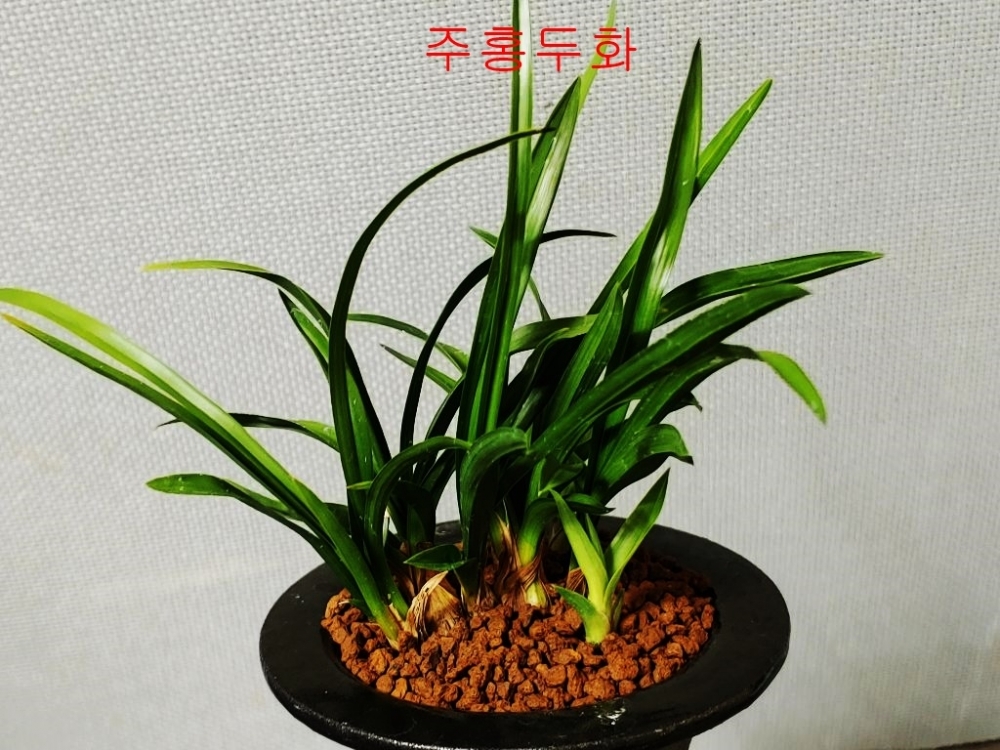 단엽 백서반