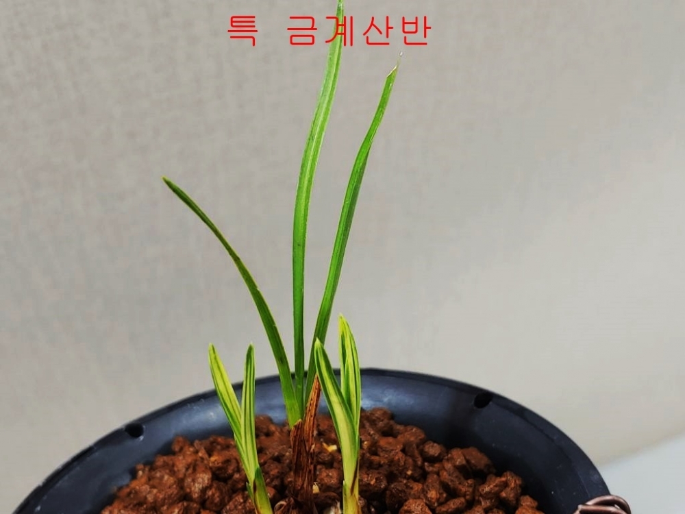 여름  특가