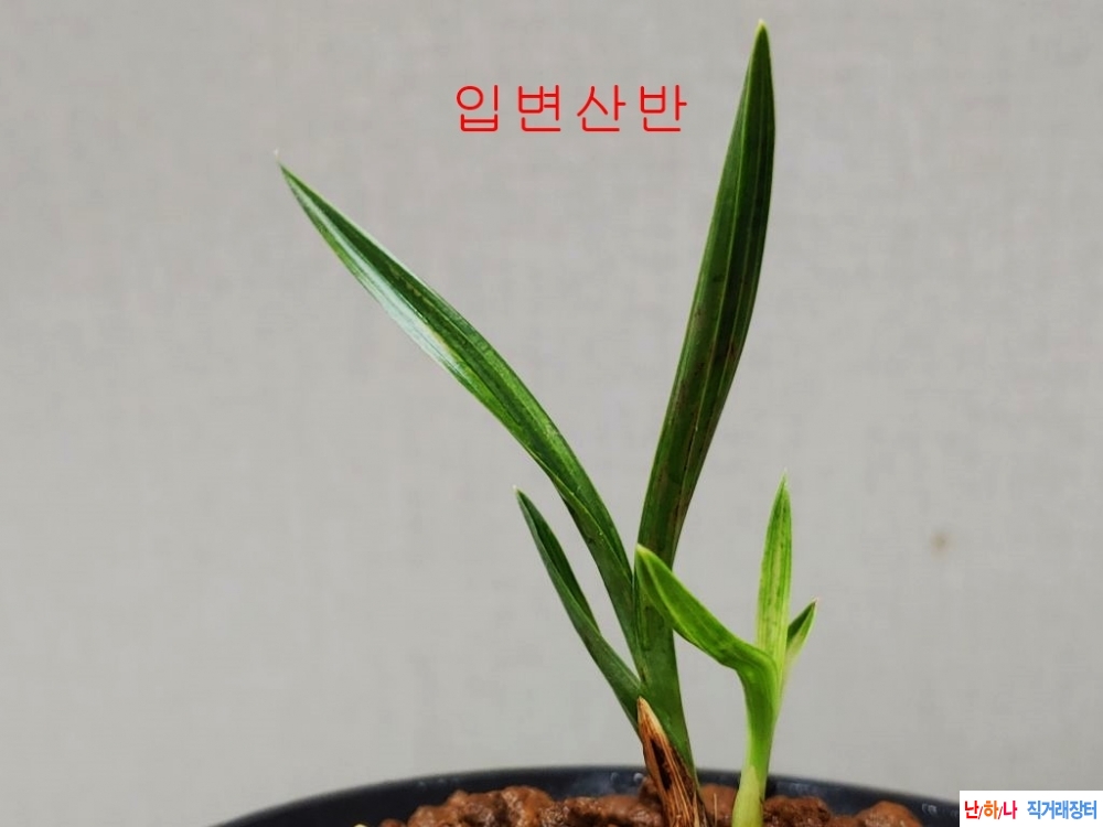단엽산반