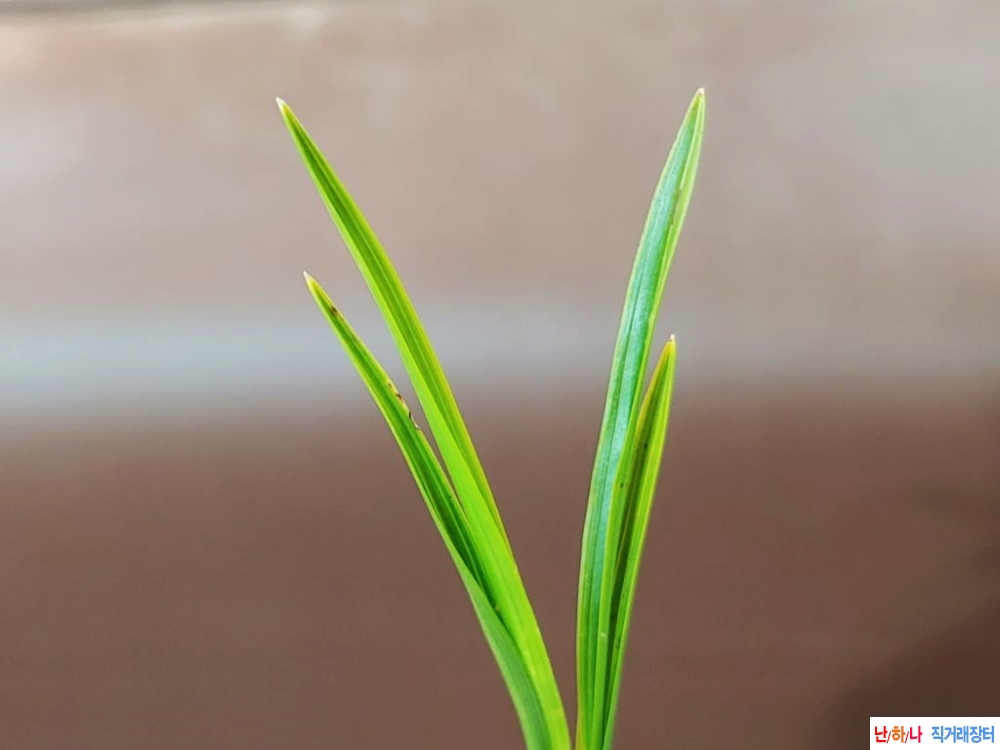 산채 서반 장단엽