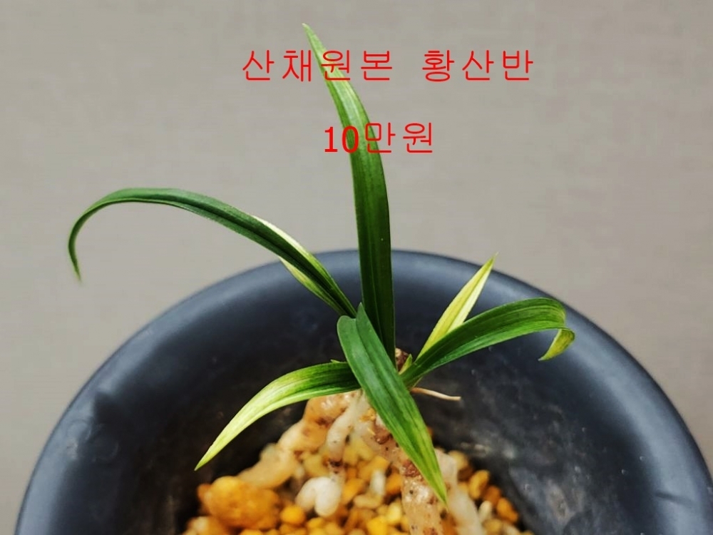 특 황산반