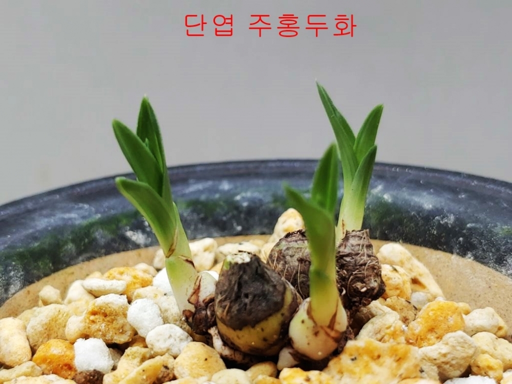 [주말특가]