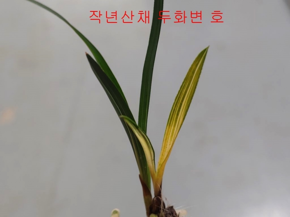 입변호