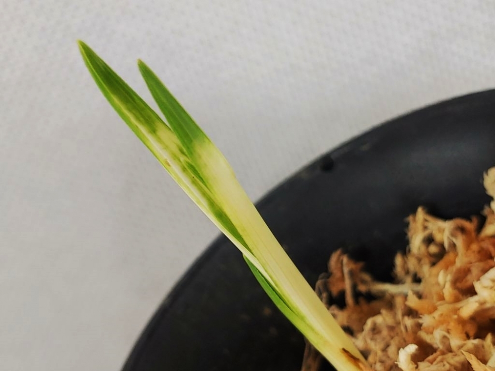 장단엽  백서반