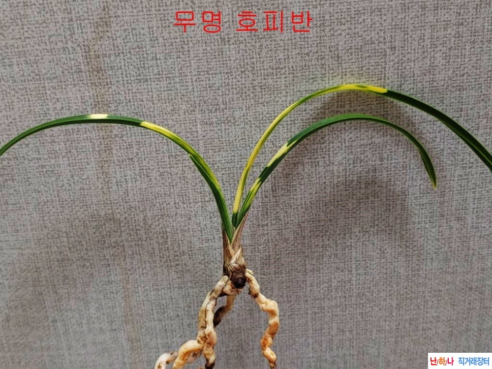 [특가 환엽호피]