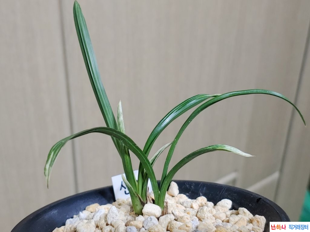 특가 산반
