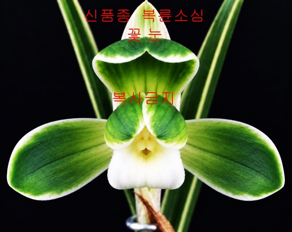 신품종 눈꽃