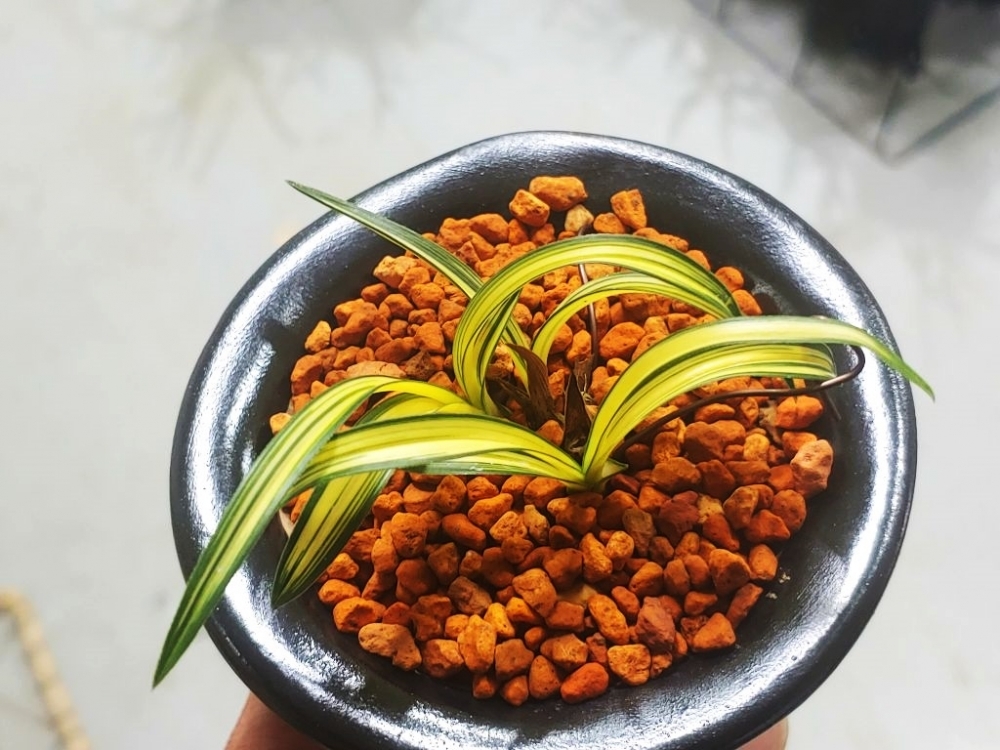 특 중투