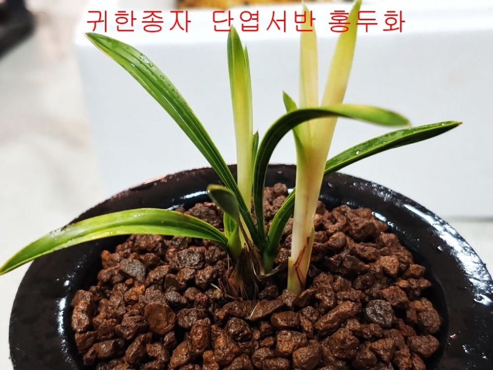 강추 서반단엽 홍두화