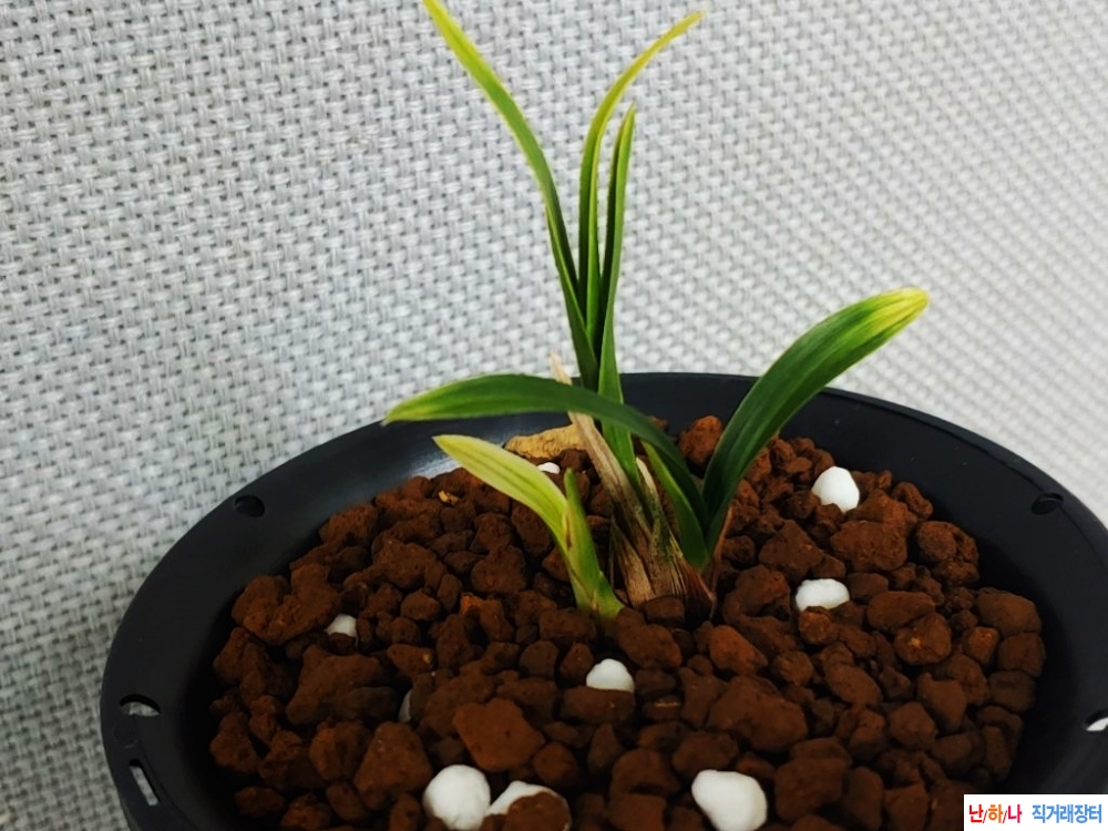 1등  단엽산반