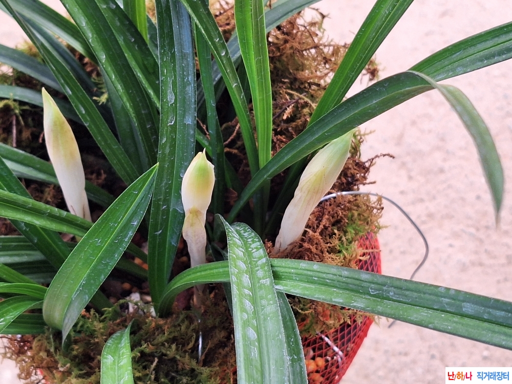 초광엽입변화형소심