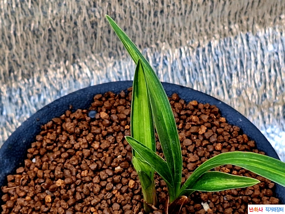 단엽성 산반중투