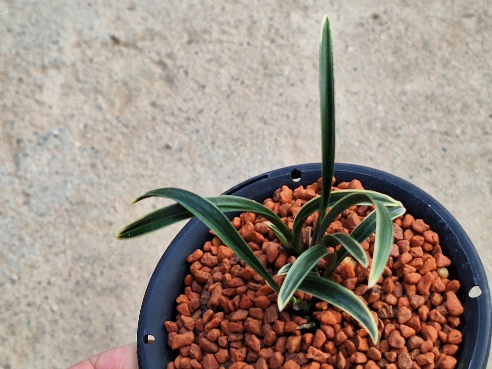 특신라