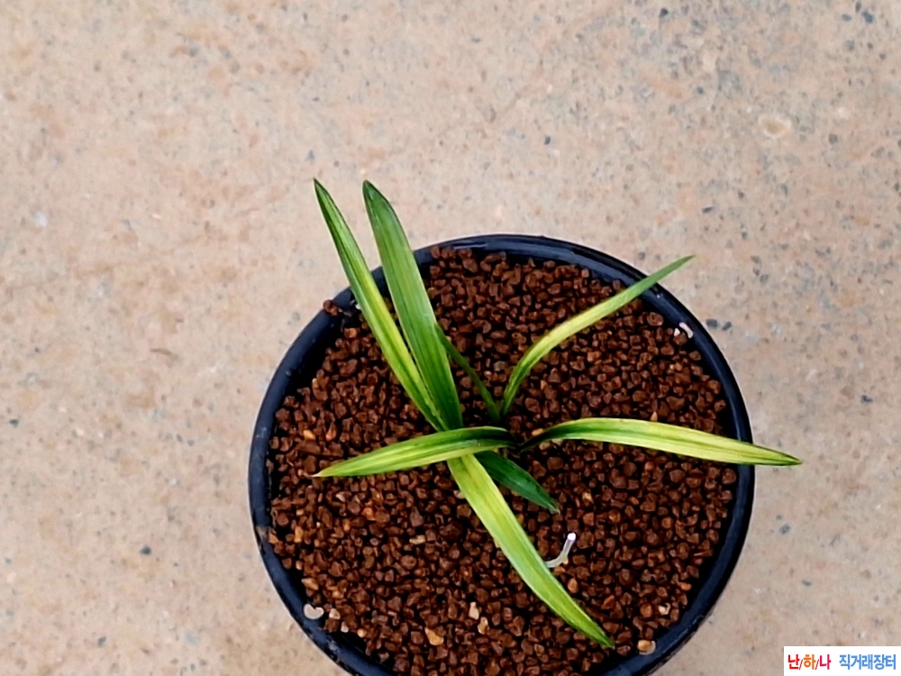 단엽성황서반중투