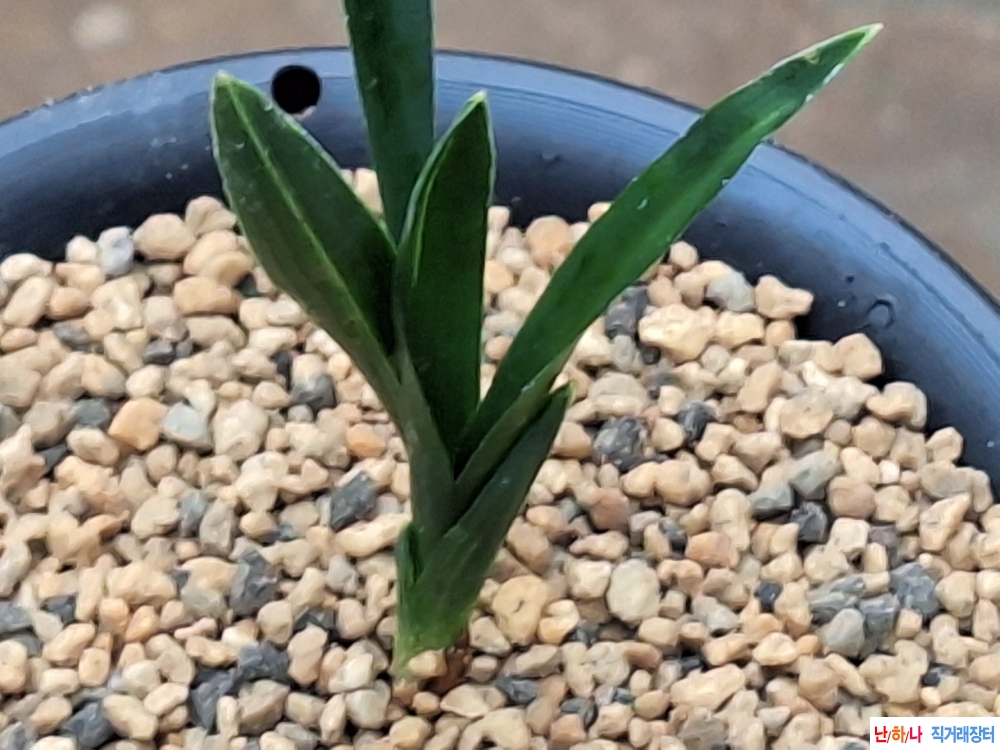 산출단엽두화변