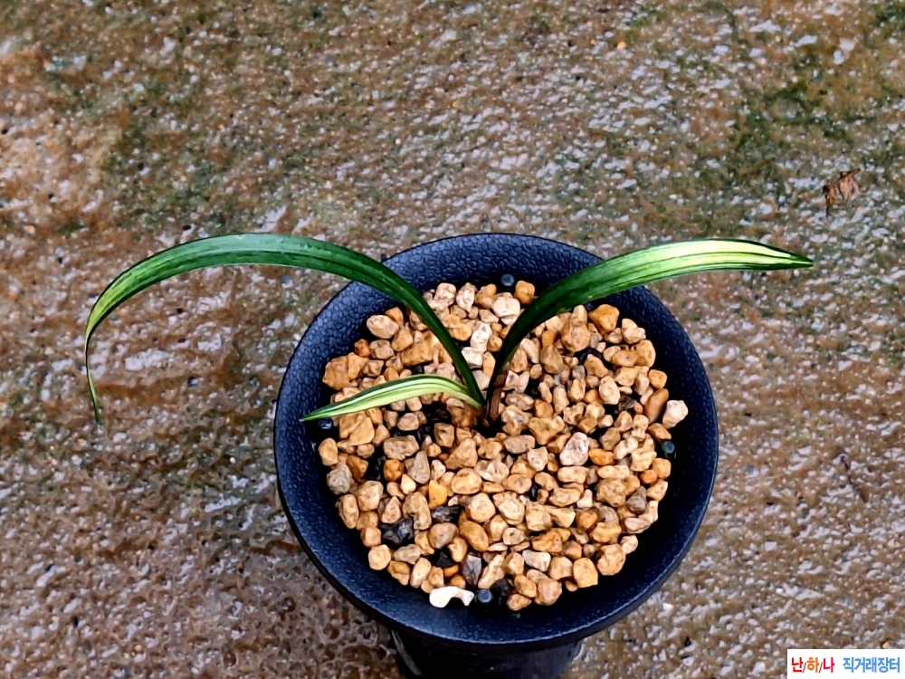 에이스산반중투