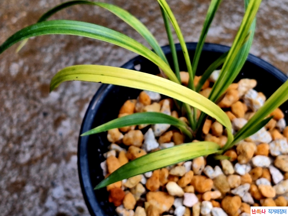 개나리색서반중투