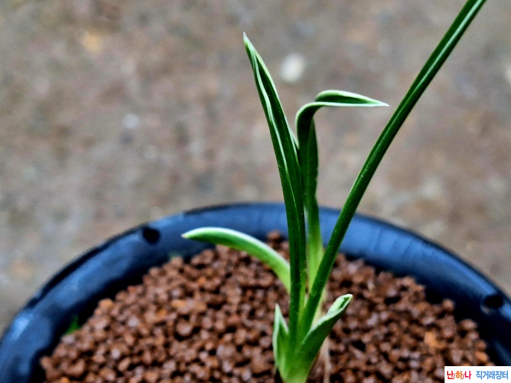 빳다단엽산반복륜