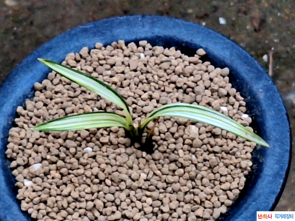 단엽산반녹중투