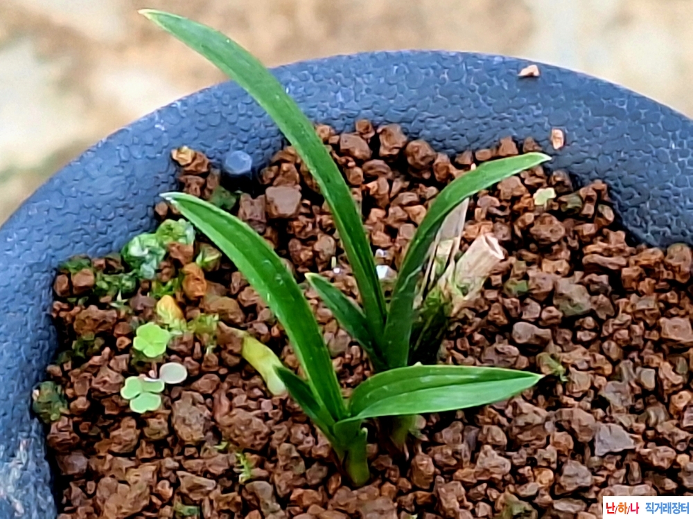 단엽호기대반성