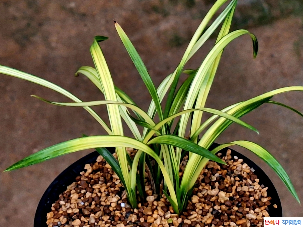 산출황서반중투