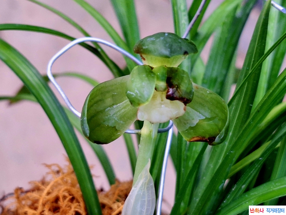 원판소심//송옥