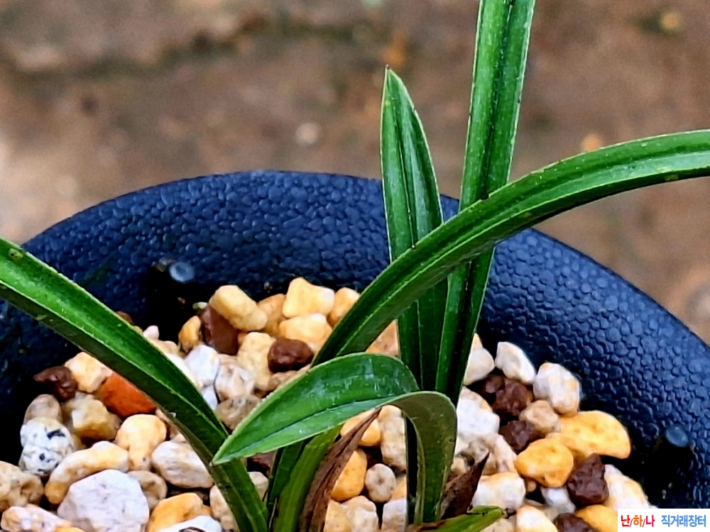 플라스틱장단엽반물