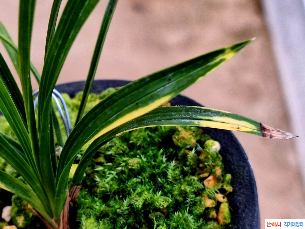 입변극황호피반