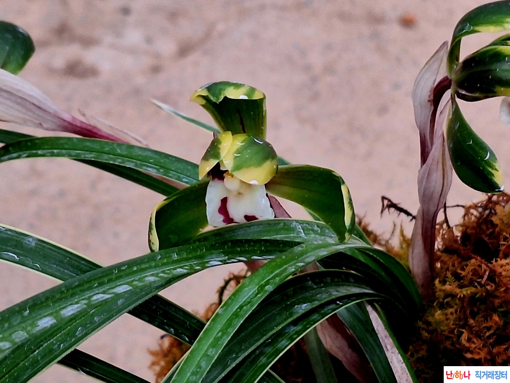 전시품 황복륜화