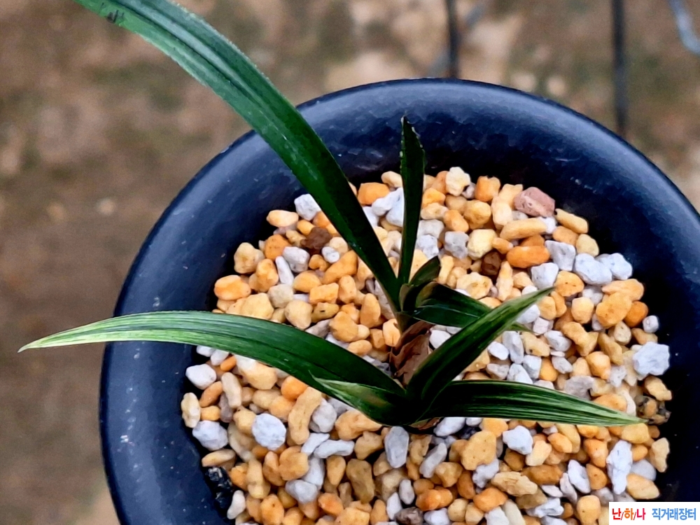 엽성무소멸황산반