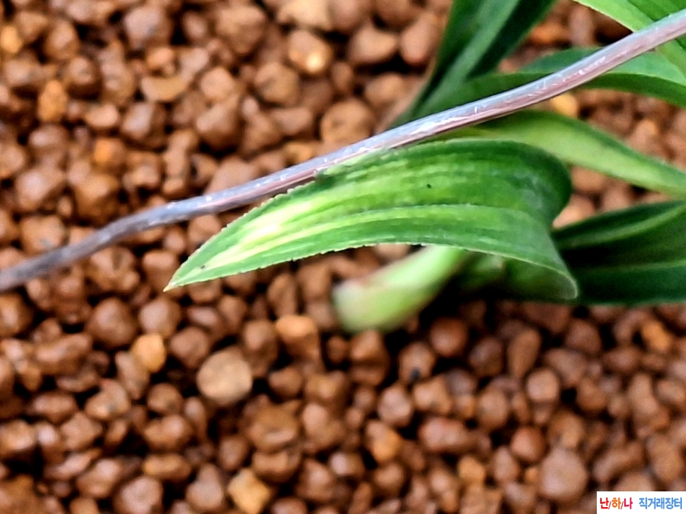 특입변산반중투