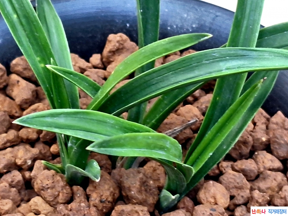 색두기대 단엽성서반