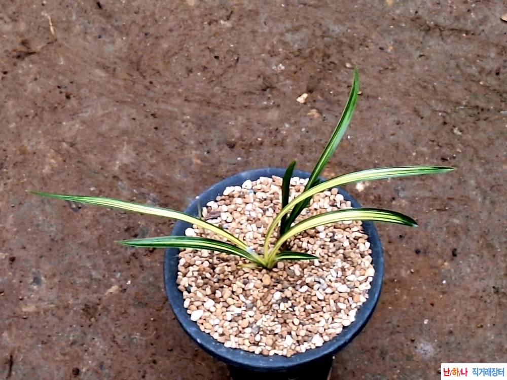 특발전입변중투호