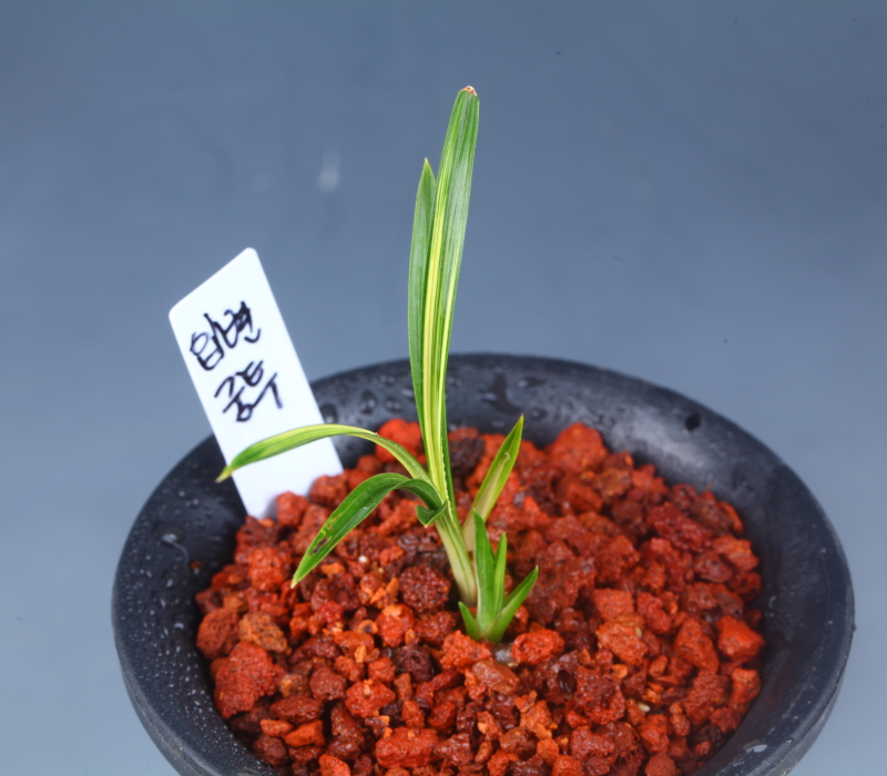 입엽중압중투