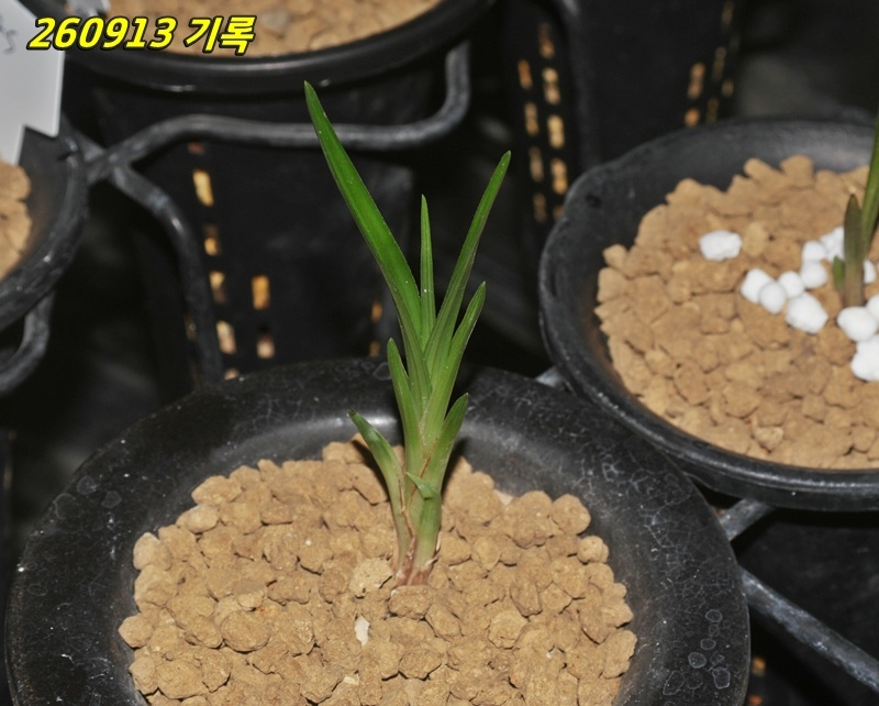 합천 산채 특급두화변