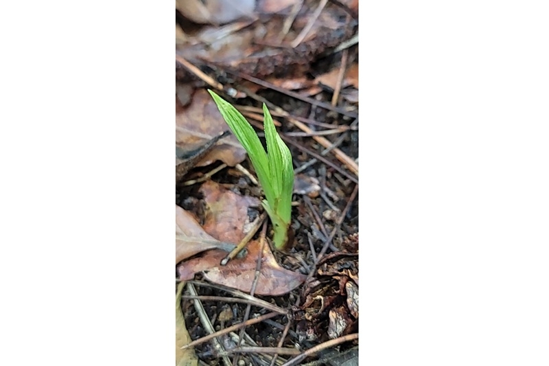 산채생강 입변산반